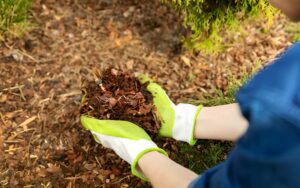 Gloved hands pick up rich dark brown bark mulch from the ground.