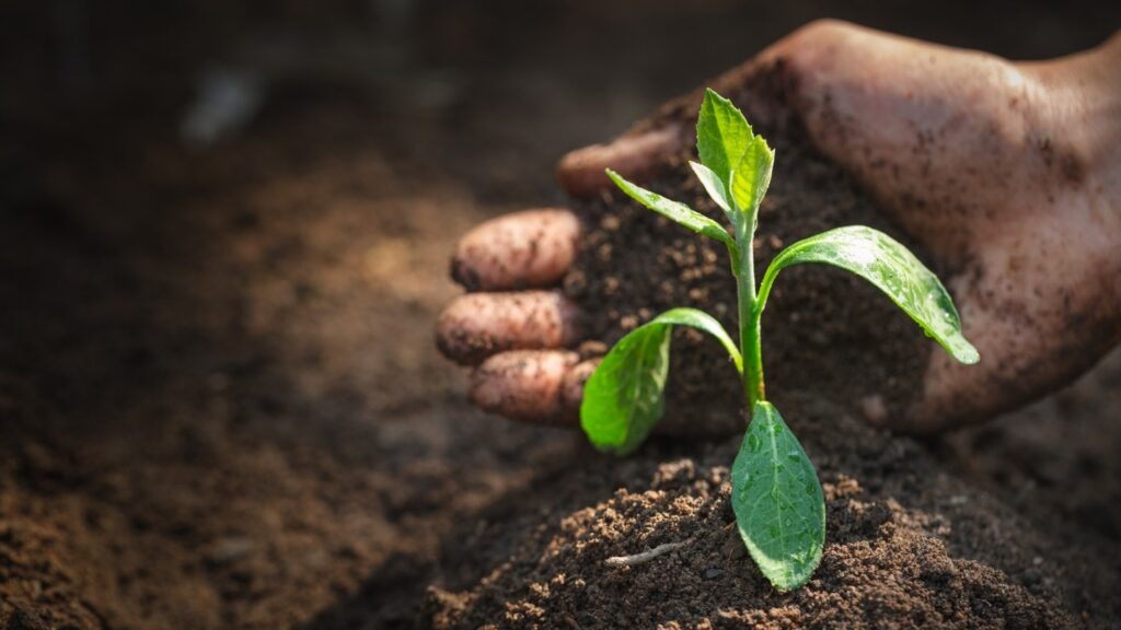 A plant grows out of the soil, behind it a hand scoops more soil.